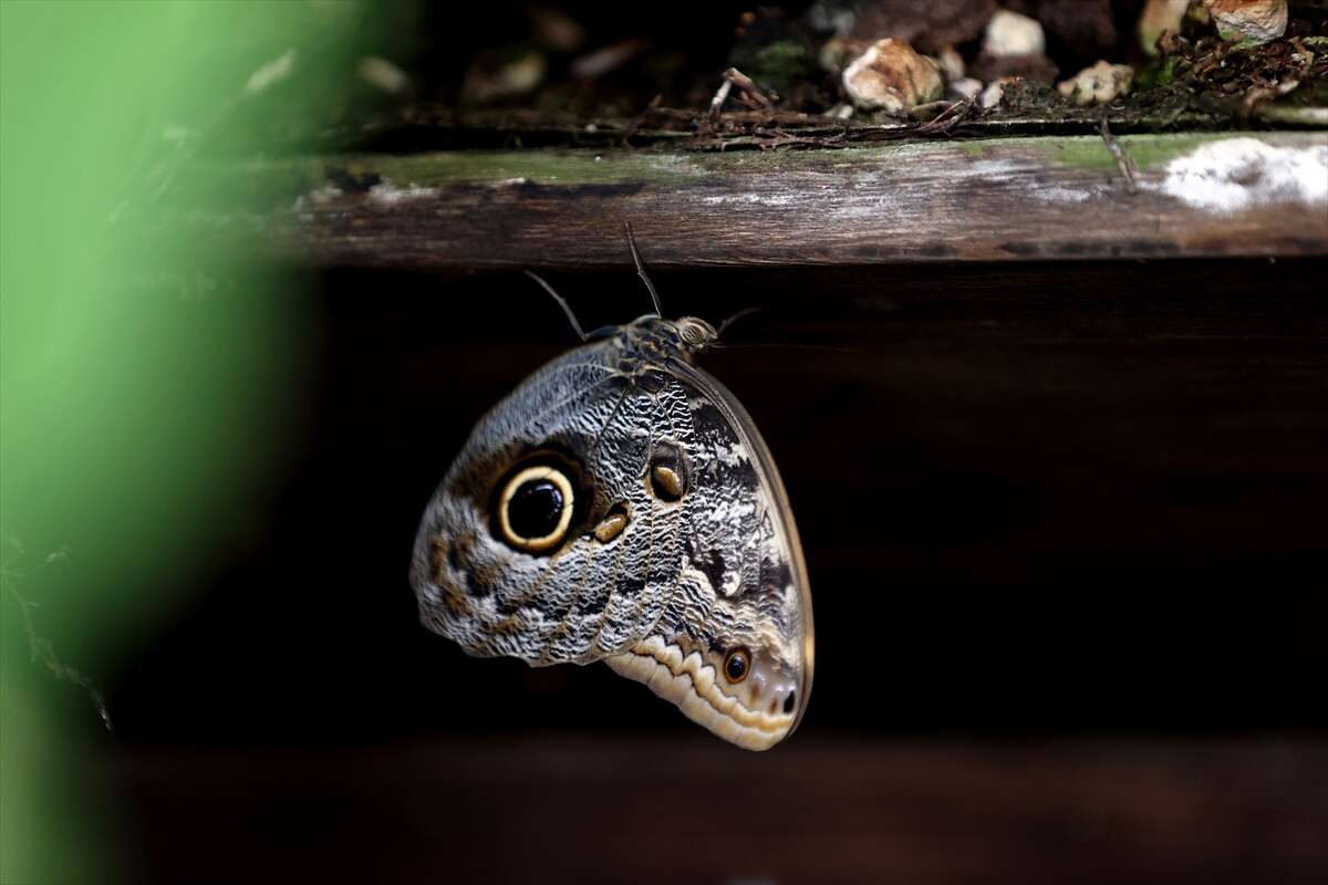 Şebi Arus için gelenler Konya’nın ünlü mekanında huzur bulacak 24
